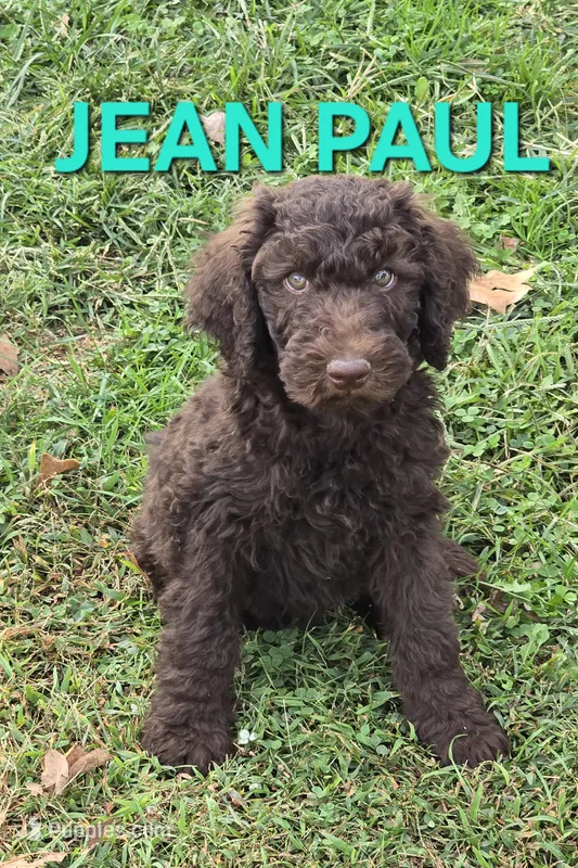 Jean Paul – Labradoodle puppy for sale in Saint James, MO