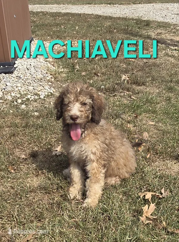 Machiaveli – Labradoodle puppy for sale in Saint James, MO