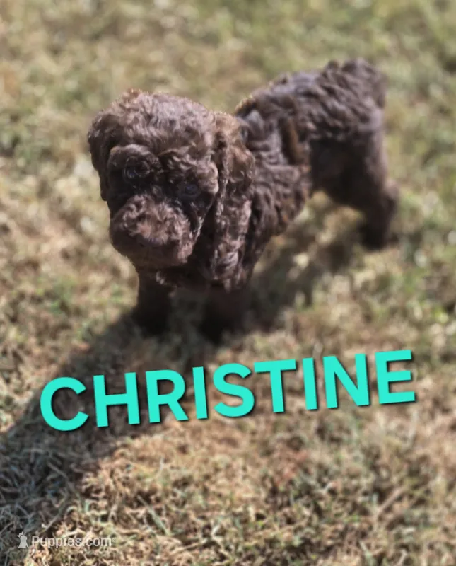 Christine – Labradoodle puppy for sale in Saint James, MO