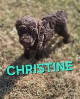 Christine, a female Labradoodle for sale in Saint James, MO – 2 of 7