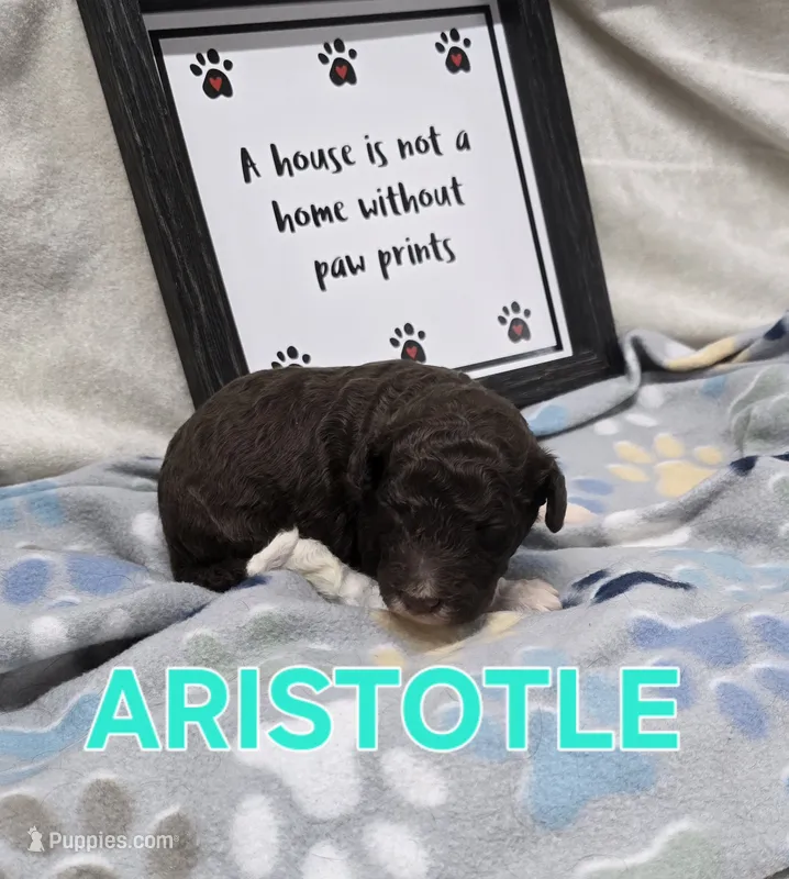 Aristotle – Labradoodle puppy for sale in Saint James, MO