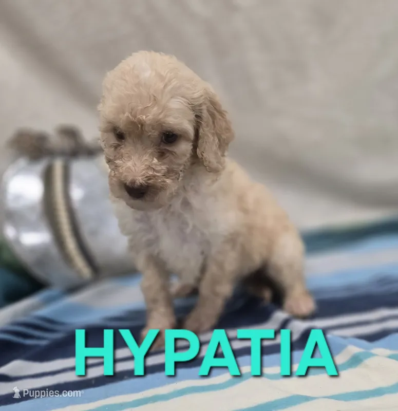 Hypatia – Labradoodle puppy for sale in Saint James, MO