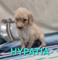 Hypatia, a female Labradoodle for sale in Saint James, MO – 3 of 7