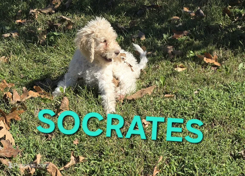 Socrates – Labradoodle puppy for sale in Saint James, MO