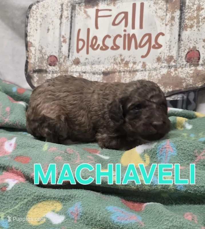Machiaveli – Labradoodle puppy for sale in Saint James, MO