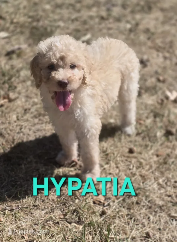 Hypatia – Labradoodle puppy for sale in Saint James, MO