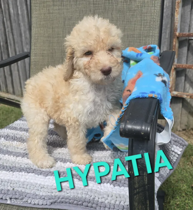 Hypatia – Labradoodle puppy for sale in Saint James, MO
