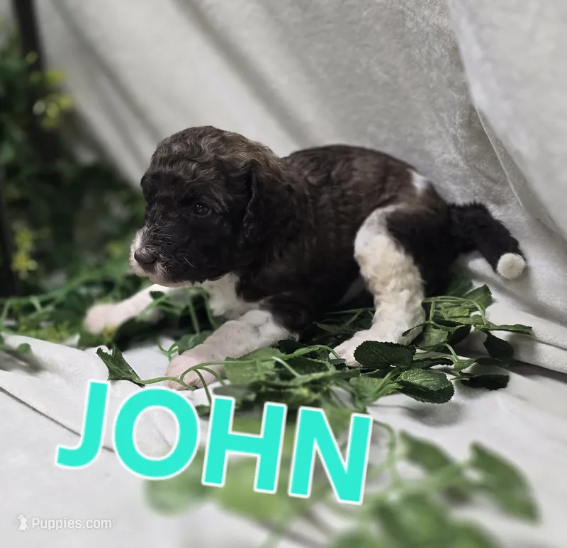 John Locke – Labradoodle puppy for sale in Saint James, MO