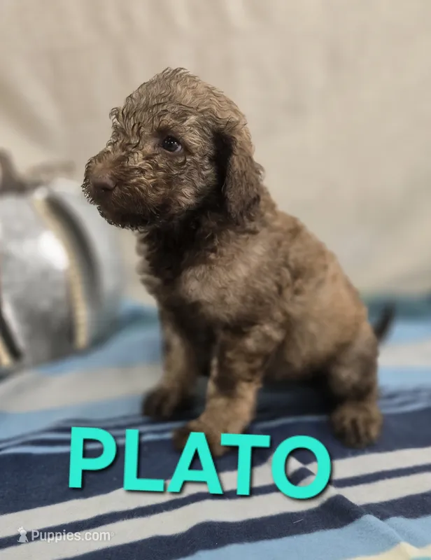 Plato – Labradoodle puppy for sale in Saint James, MO