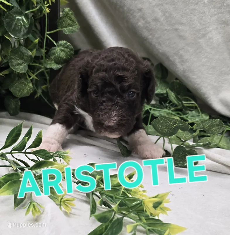 Aristotle – Labradoodle puppy for sale in Saint James, MO