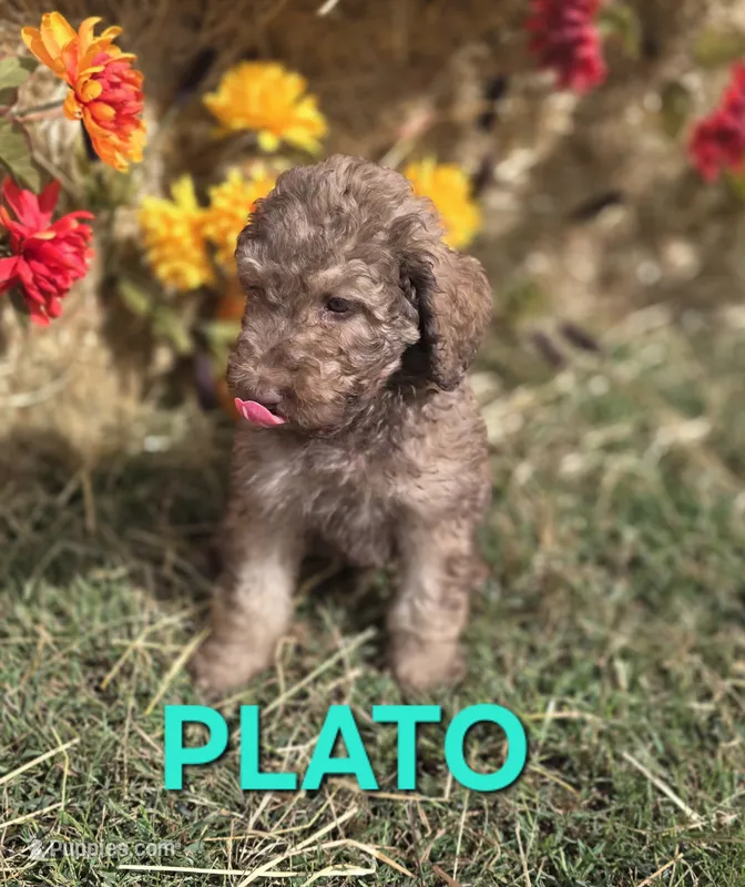 Plato – Labradoodle puppy for sale in Saint James, MO