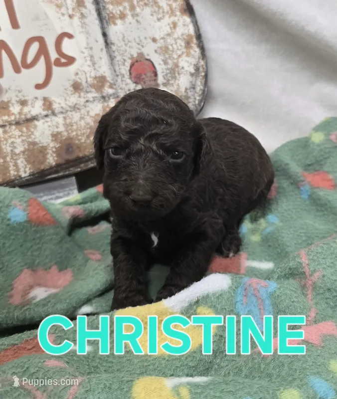 Christine – Labradoodle puppy for sale in Saint James, MO