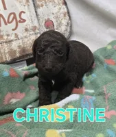 Christine, a female Labradoodle for sale in Saint James, MO – 6 of 7