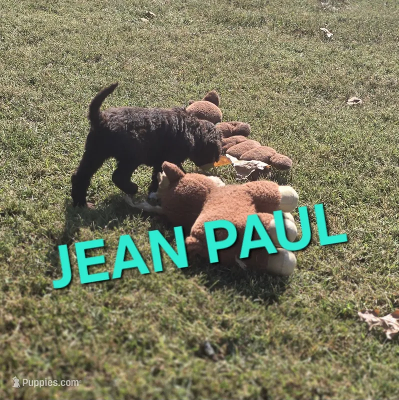 Jean Paul – Labradoodle puppy for sale in Saint James, MO