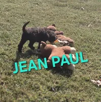 Jean Paul, a male Labradoodle for sale in Saint James, MO – 2 of 7