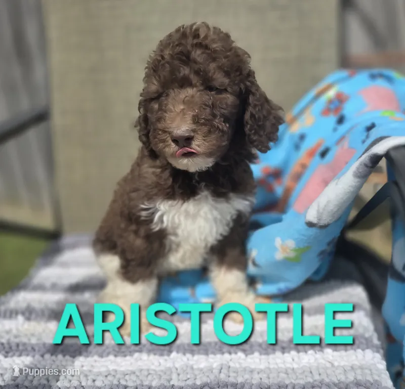 Aristotle – Labradoodle puppy for sale in Saint James, MO