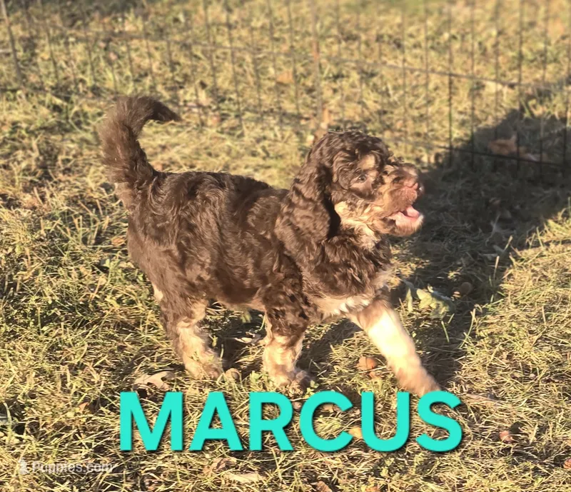 Marcus – Labradoodle puppy for sale in Saint James, MO