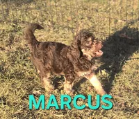 Marcus, a male Labradoodle for sale in Saint James, MO – 2 of 7