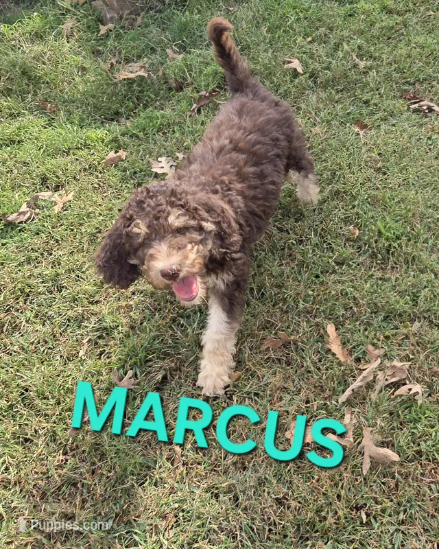 Marcus – Labradoodle puppy for sale in Saint James, MO