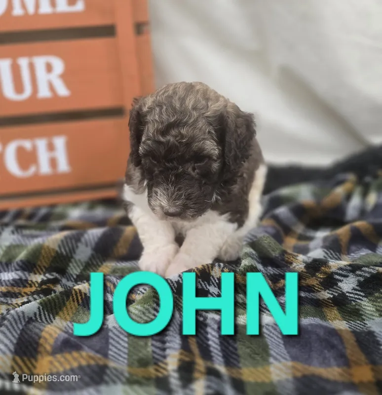John Locke – Labradoodle puppy for sale in Saint James, MO