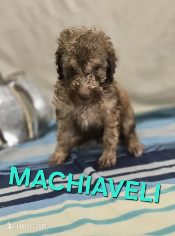 Machiaveli – Labradoodle puppy for sale in Saint James, MO