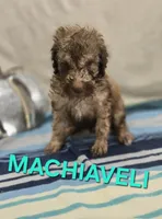 Machiaveli, a male Labradoodle for sale in Saint James, MO – 3 of 7