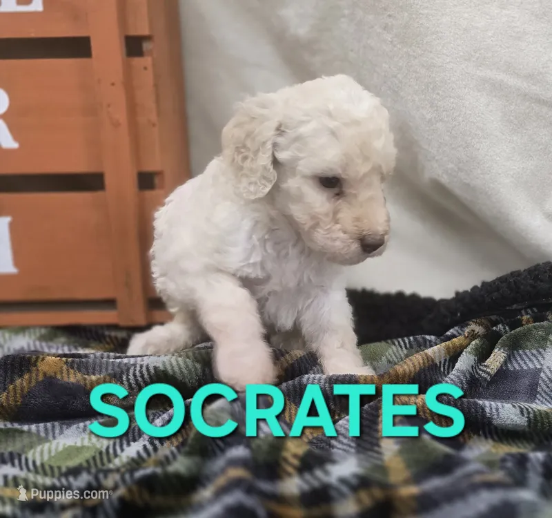 Socrates – Labradoodle puppy for sale in Saint James, MO