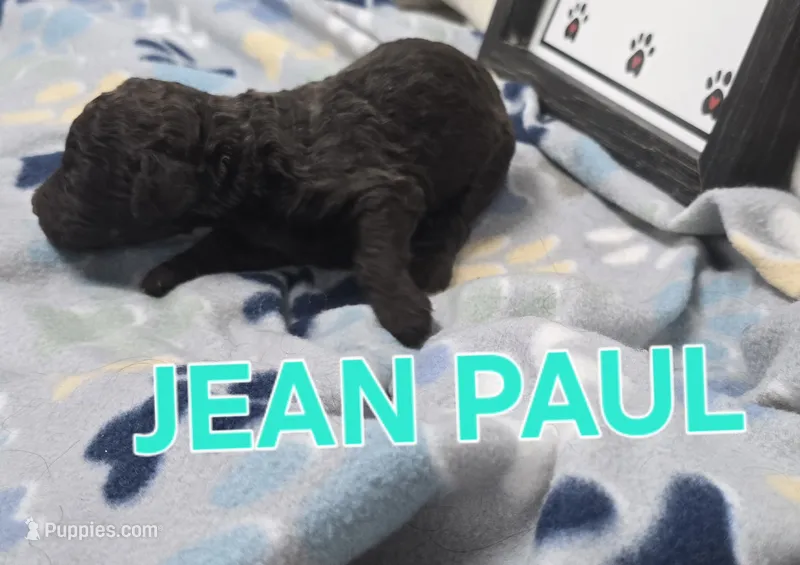 Jean Paul – Labradoodle puppy for sale in Saint James, MO