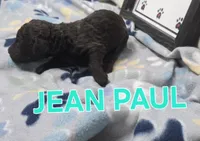 Jean Paul, a male Labradoodle for sale in Saint James, MO – 1 of 1