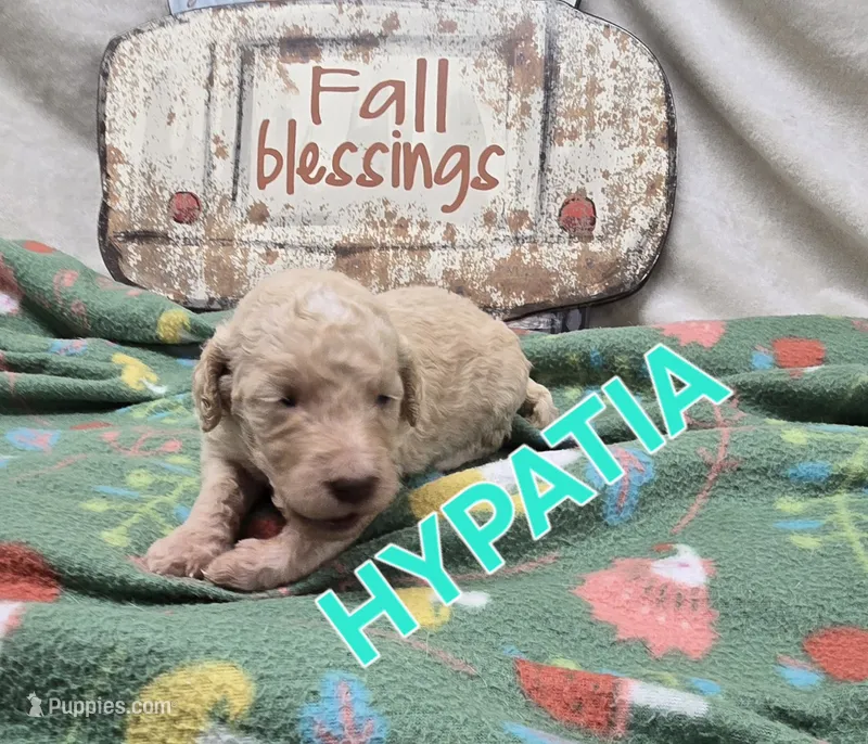 Hypatia – Labradoodle puppy for sale in Saint James, MO