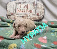 Hypatia, a female Labradoodle for sale in Saint James, MO – 6 of 7