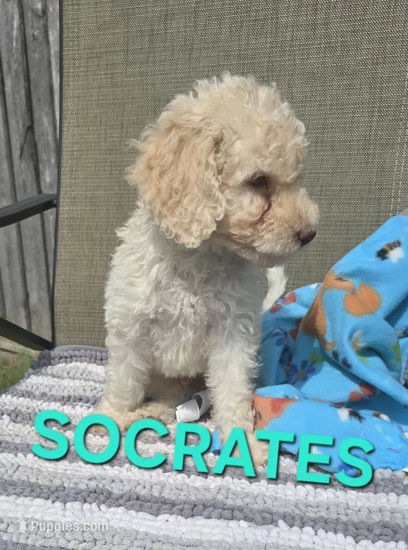 Socrates – Labradoodle puppy for sale in Saint James, MO