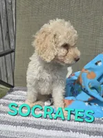Socrates, a male Labradoodle for sale in Saint James, MO – 1 of 7