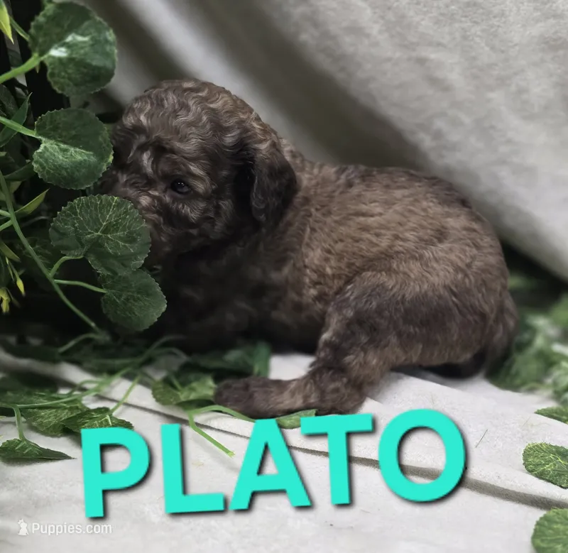 Plato – Labradoodle puppy for sale in Saint James, MO