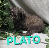 Plato, a male Labradoodle for sale in Saint James, MO – 5 of 7