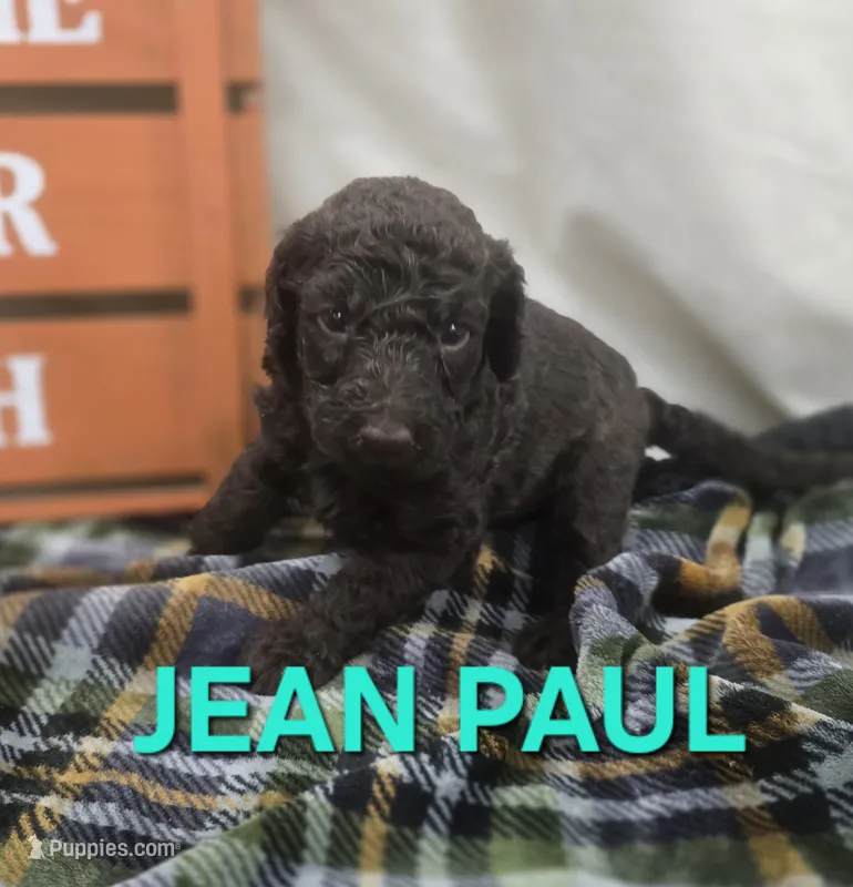 Jean Paul – Labradoodle puppy for sale in Saint James, MO