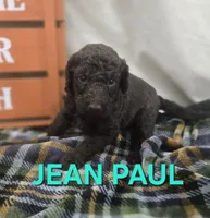 Jean Paul, a male Labradoodle for sale in Saint James, MO – 4 of 7
