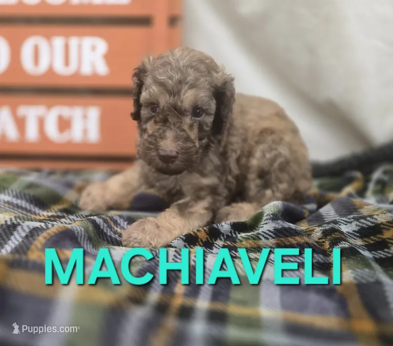 Machiaveli – Labradoodle puppy for sale in Saint James, MO