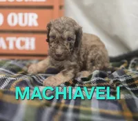 Machiaveli, a male Labradoodle for sale in Saint James, MO – 4 of 7
