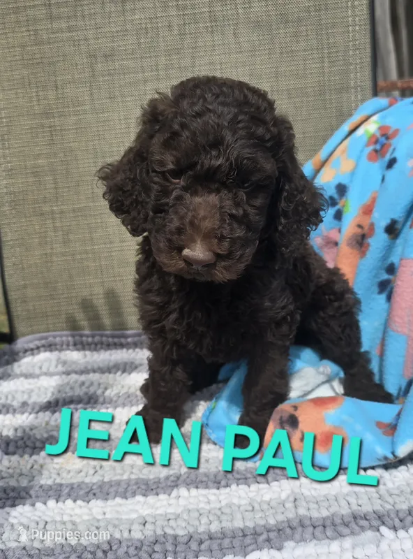 Jean Paul – Labradoodle puppy for sale in Saint James, MO