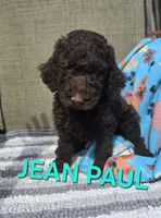 Jean Paul, a male Labradoodle for sale in Saint James, MO – 1 of 7