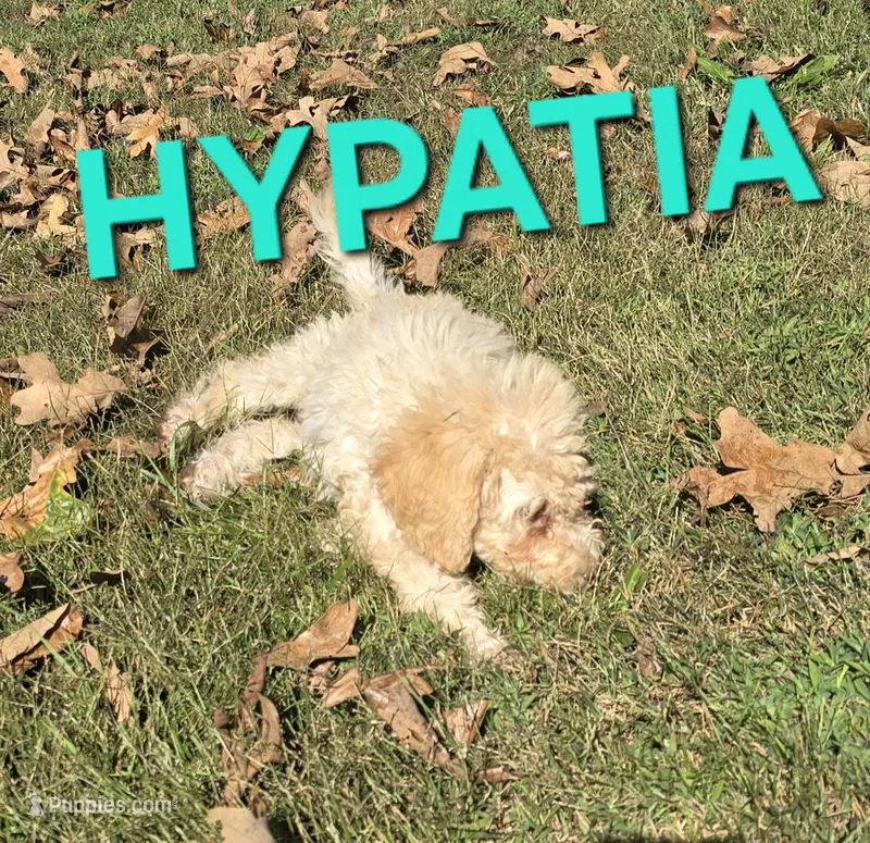 Hypatia – Labradoodle puppy for sale in Saint James, MO