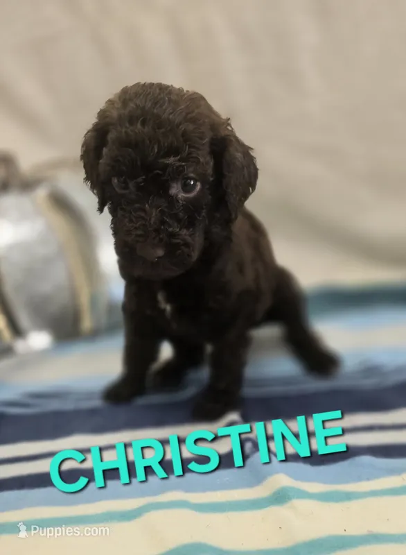 Christine – Labradoodle puppy for sale in Saint James, MO