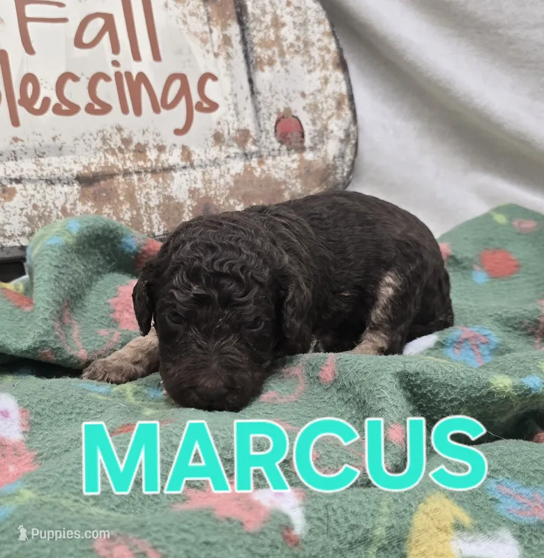 Marcus – Labradoodle puppy for sale in Saint James, MO