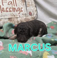 Marcus, a male Labradoodle for sale in Saint James, MO – 6 of 7