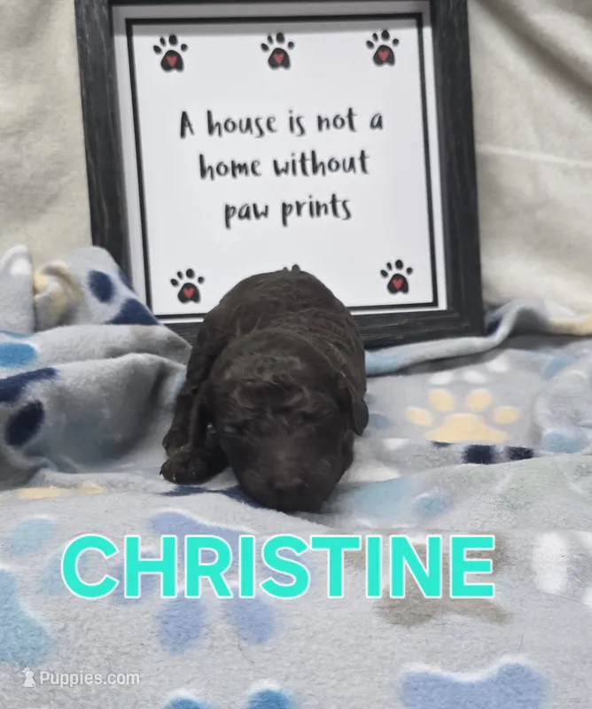 Christine – Labradoodle puppy for sale in Saint James, MO