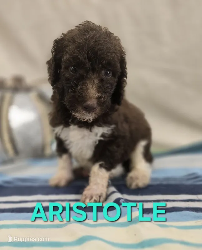 Aristotle – Labradoodle puppy for sale in Saint James, MO