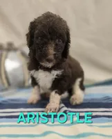 Aristotle, a male Labradoodle for sale in Saint James, MO – 3 of 7