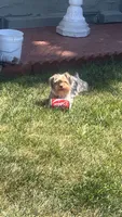 Brownie, a male Yorkshire Terrier for sale in Vallejo, CA – 6 of 6