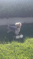 Brownie, a male Yorkshire Terrier for sale in Vallejo, CA – 3 of 6